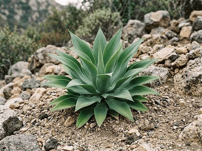 Swan’s Neck Agave (Agave attenuata) with a graceful rosette of broad green leaves and a distinctive curved flower stalk in an ornamental succulent garden.
