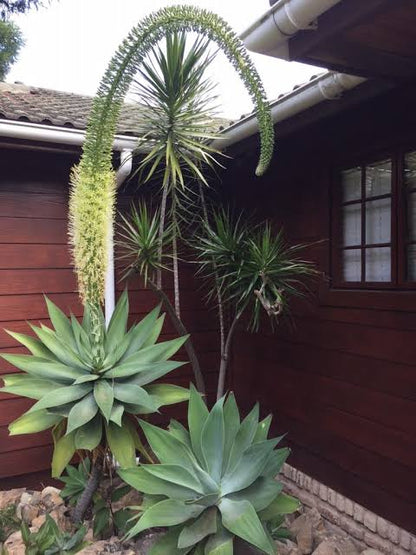 Swan’s Neck Agave (Agave attenuata) with a graceful rosette of broad green leaves and a distinctive curved flower stalk in an ornamental succulent garden.