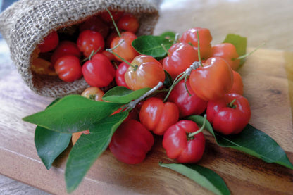 Sweet Acerola Cherry fruit plant with green foliage and colorful tropical fruit