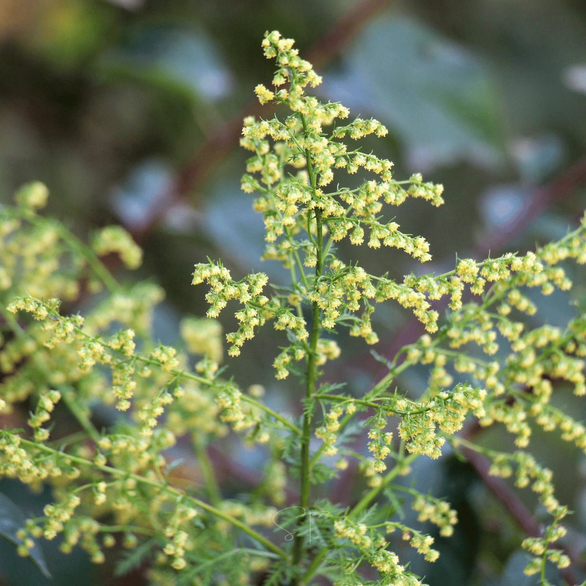 Artemisia annua Sweet Annie herb plant with finely divided green aromatic leaves, branching stems, and delicate yellowish flower clusters growing in a sunny garden.