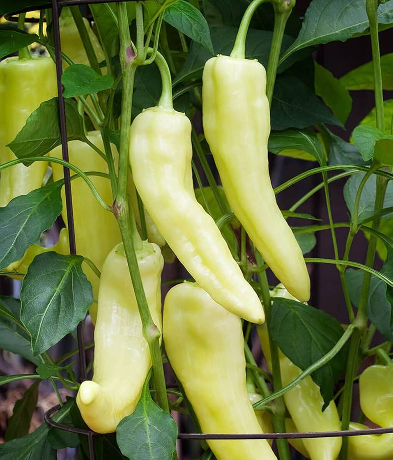 Sweet Banana Pepper Seeds for Planting – Heirloom Non-GMO Garden Seeds