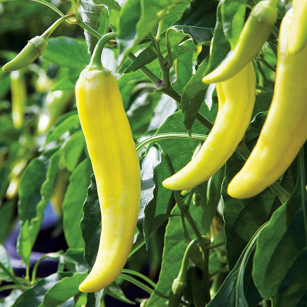 Sweet Banana Pepper Seeds