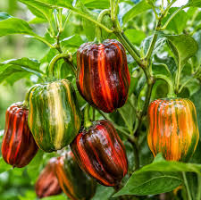 Candy Cane Chocolate Cherry Pepper vegetable seeds for planting sweet variegated peppers