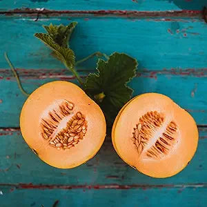cantaloupe melon seeds