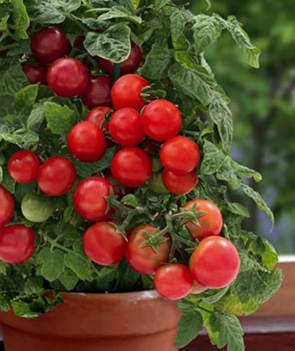 Grape Cherry Tomato Vegetable Seeds for Planting – Heirloom Non-GMO Garden Seeds