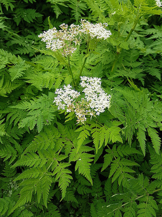 Sweet Cicely Herb Seeds for Planting – Heirloom Non-GMO Garden Seeds