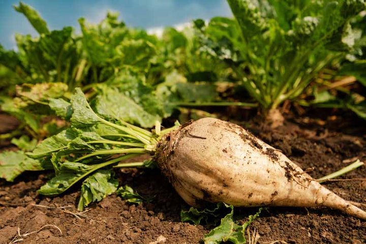 Sweet Cream Beet Seeds