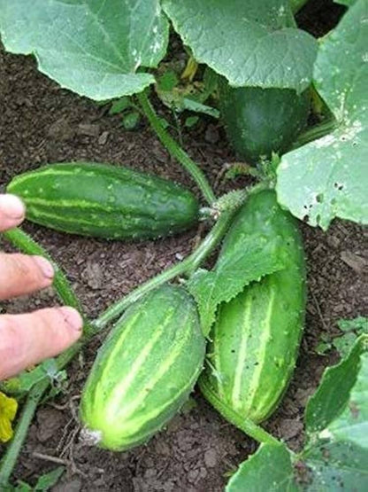 Early Fortune Cucumber Seeds for Planting – Heirloom Non-GMO Garden Seeds