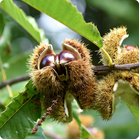 european chestnut seeds