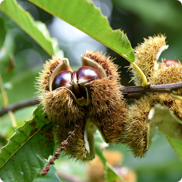 european chestnut seeds