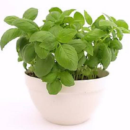 Sweet Genovese Basil Herb Seeds for Planting – Heirloom Non-GMO Garden Seeds