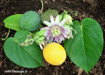 Sweet Granadilla Fruit Seeds for Planting – Heirloom Non-GMO Garden Seeds