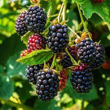 Berry Fruit Seeds for Planting – Heirloom Non-GMO Garden Seeds