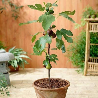 Four Seasons Sweet Honey Fig Fruit Seeds for Planting – Heirloom Non-GMO Garden Seeds