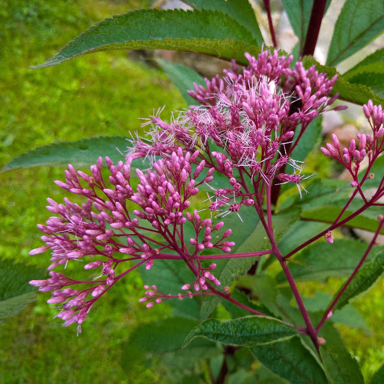 Perennial Joe Pye plant