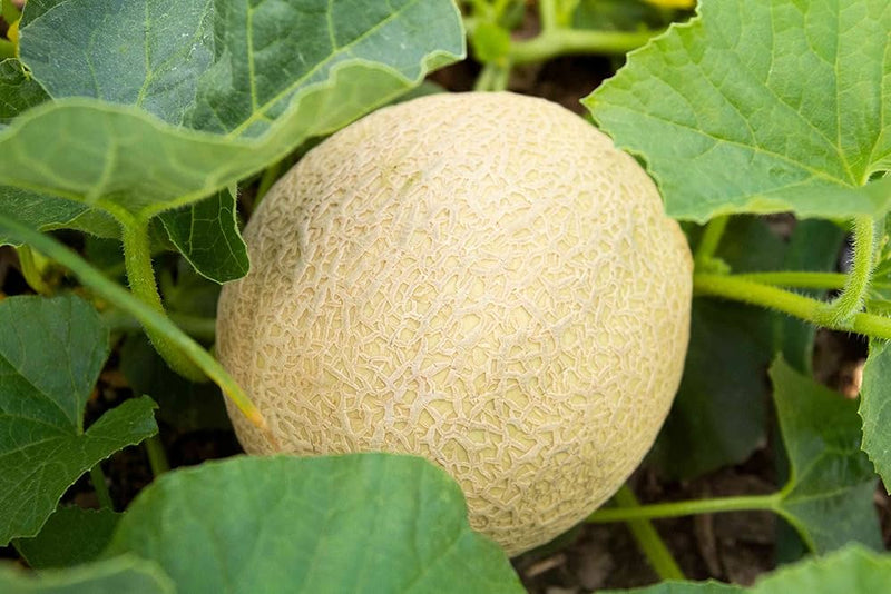 Honigtau Melon Seeds for Planting – Heirloom Non-GMO Melon Seeds