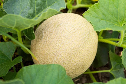 Honigtau Melon Seeds for Planting – Heirloom Non-GMO Melon Seeds