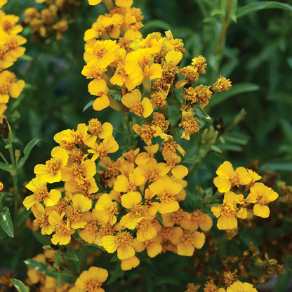 Yellow Mexican flower seeds