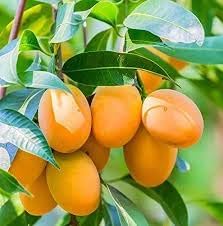 sweet mango seeds
