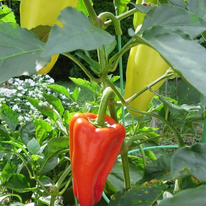 Sweet Marconi Pepper Seeds