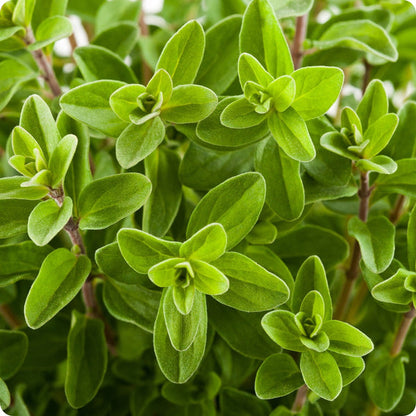 Sweet Marjoram Herb Seeds for Planting – Heirloom Non-GMO Garden Seeds