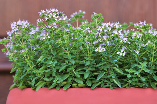 Sweet Marjoram Herb Seeds for Planting – Heirloom Non-GMO Garden Seeds