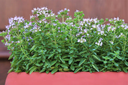 Sweet Marjoram Herb Seeds for Planting – Heirloom Non-GMO Garden Seeds