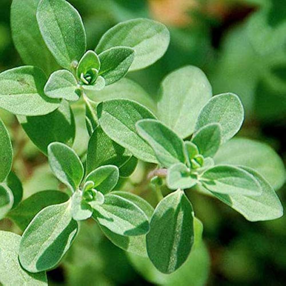 Sweet Marjoram Herb Seeds for Planting – Heirloom Non-GMO Garden Seeds
