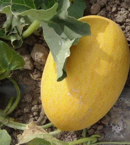 Sweet Melon Fruit Seeds for Planting – Heirloom Non-GMO Garden Seeds