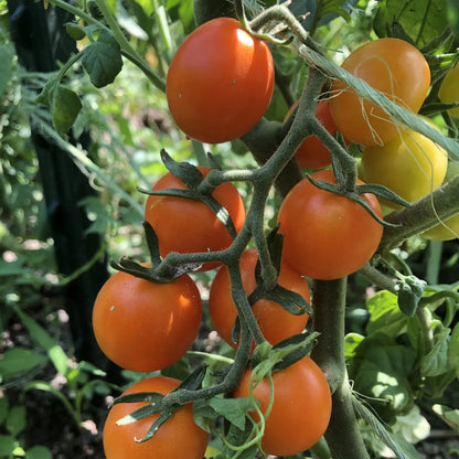 Orange Tomato Seeds