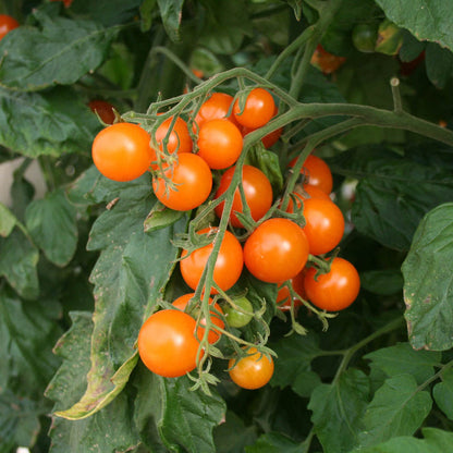Orange Tomato Seeds for Planting – Heirloom Non-GMO Garden Seeds