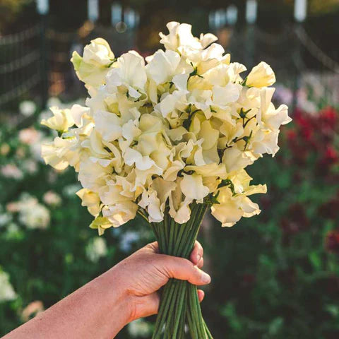 Light Yellow flower seeds