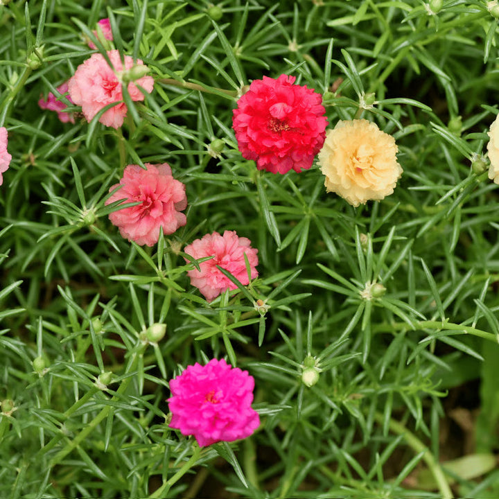 Moss Rose flower seeds