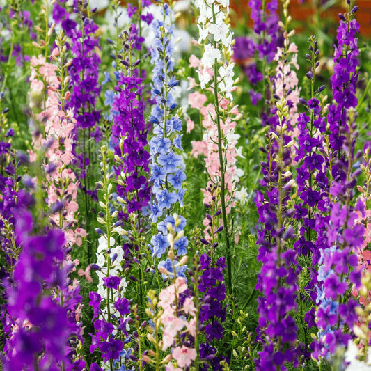 Yellow Delphinium flower seeds