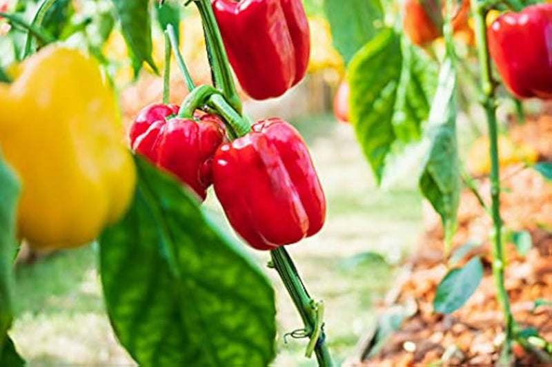 Bell Pepper Seeds for Planting – Heirloom Non-GMO Garden Seeds