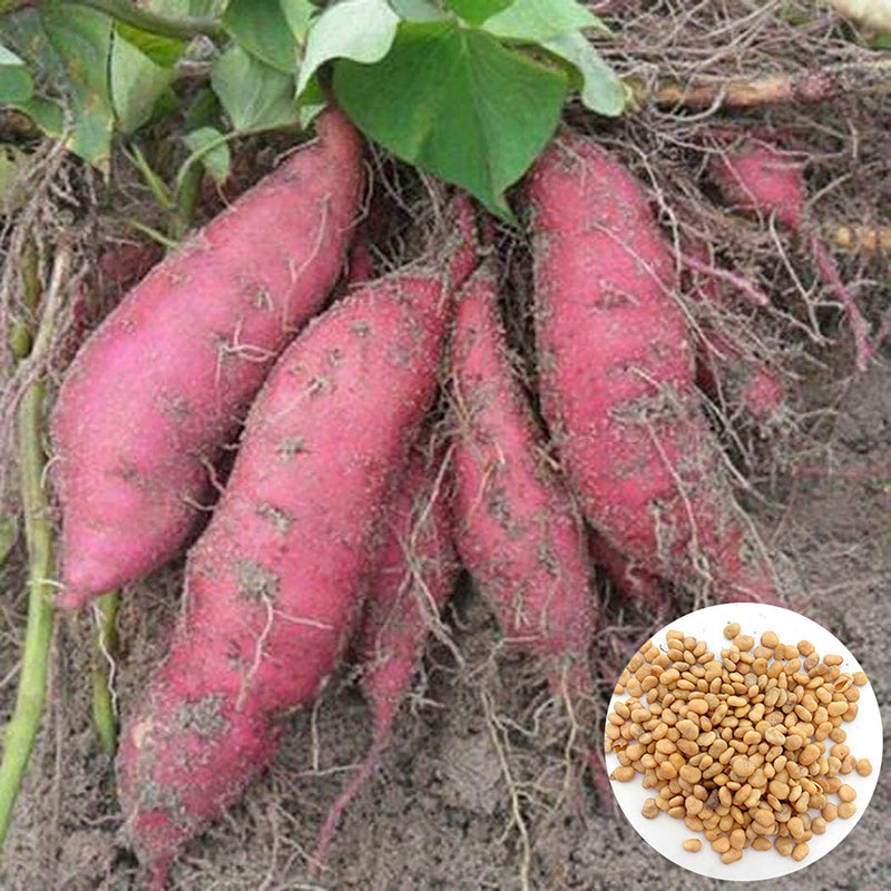 Sweet Potato Vegetable Plant for Growing – Heirloom Non-GMO Garden Selection