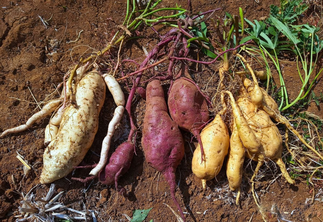 Mixed Sweet Potato vegetable plants with colorful sweet potato roots in a home garden