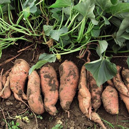 Sweet Potato Vegetable Plant for Growing – Heirloom Non-GMO Garden Selection
