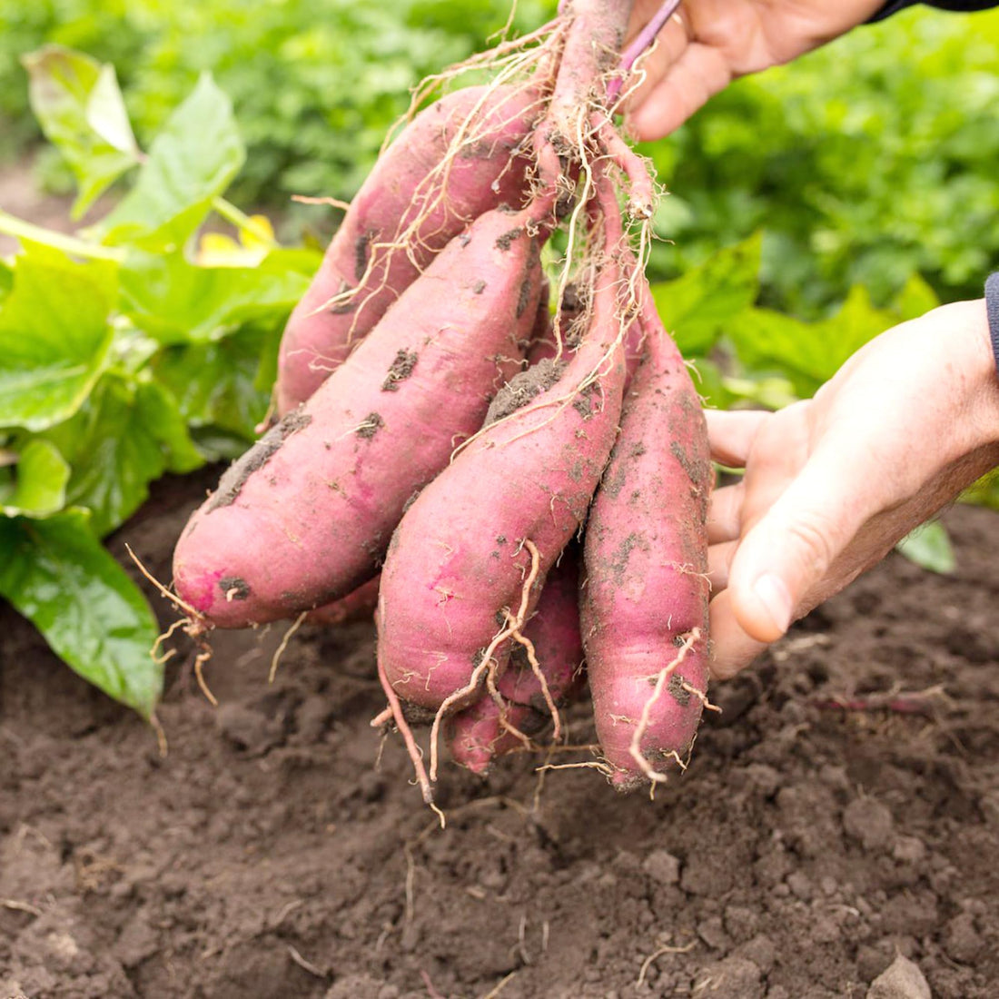 Sweet Potato Vegetable Plant for Growing – Heirloom Non-GMO Garden Selection
