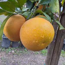 red sweet grapefruit seeds