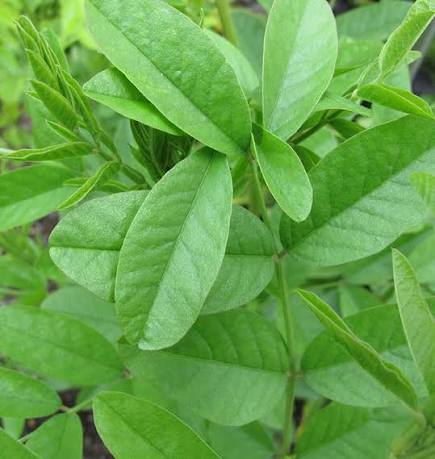 Liquorice herb plant growing in a garden with green foliage
