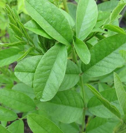 Liquorice herb plant growing in a garden with green foliage