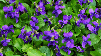 Viola Odorata flower seeds