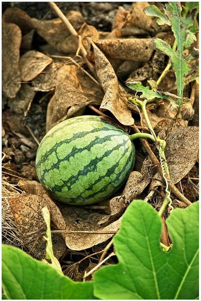 Sweet watermelon bonsai seeds