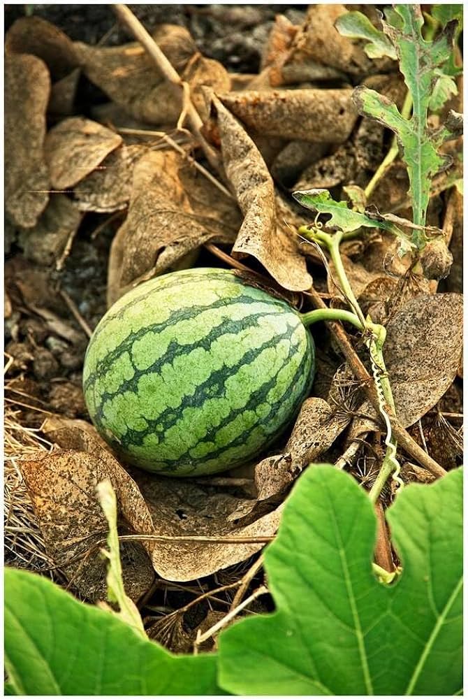 Sweet watermelon bonsai seeds