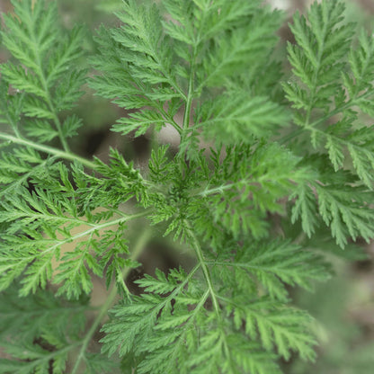 Artemisia annua Sweet Annie herb plant with finely divided green aromatic leaves, branching stems, and delicate yellowish flower clusters growing in a sunny garden.