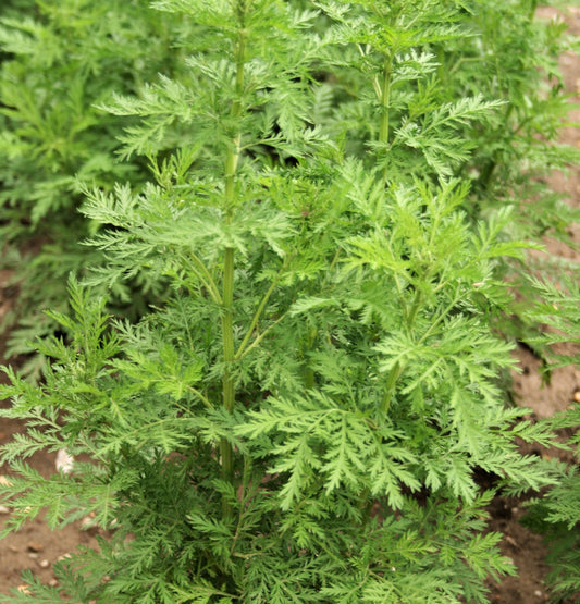 Sweet Wormwood Herb Seeds for Planting – Heirloom Non-GMO Garden Seeds
