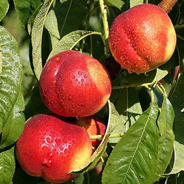 yellow peach seeds