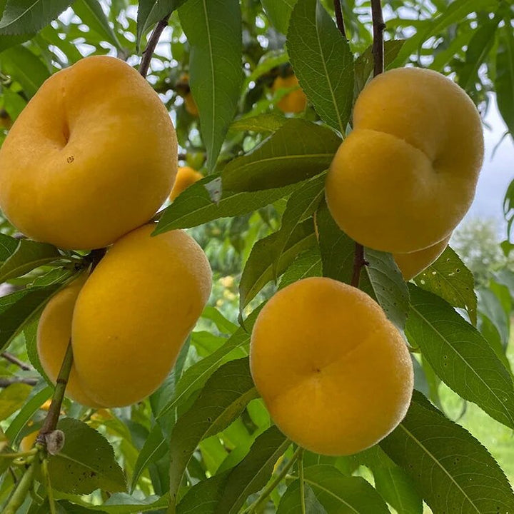 Sweet Yellow Peach Fruit Seeds for Planting and Peach Tree Growing