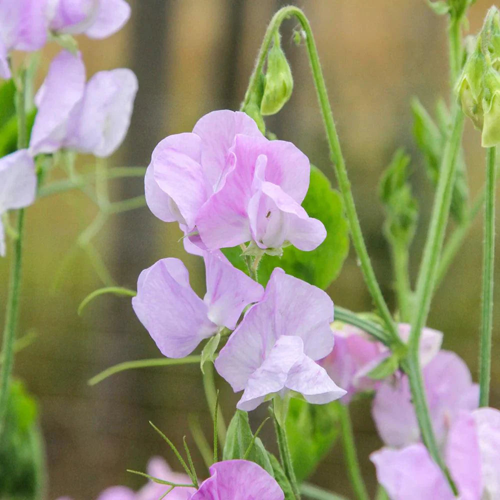 Lavender Sweet flower seeds